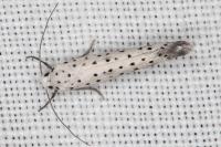 Yponomeuta