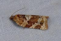 Argyrotaenia ljungiana