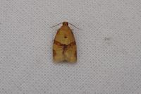Clepsis consimilana