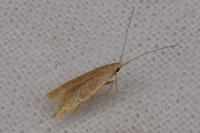 Coleophora
