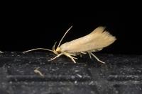 Crassa unitella