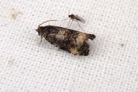 Endothenia