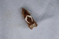 Epiblema foenella