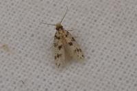 Eumasia parietariella