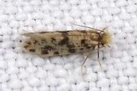 Eumasia parietariella