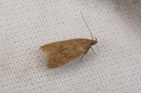 Helcystogramma lutatella