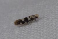 Infurcitinea