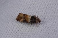 Lobesia bicinctana