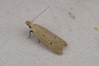 Nothris verbascella