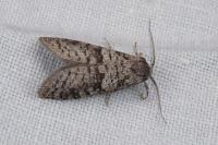 Penestoglossa dardoinella