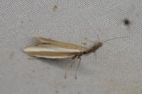 Pleurota aristella