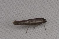 Scythris