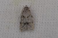 Symmoca signatella