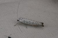 Yponomeuta rorrella