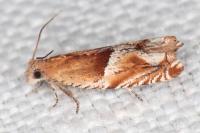 Ancylis comptana