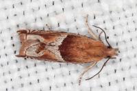 Ancylis comptana