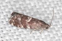 Cydia coniferana