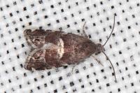Cydia coniferana
