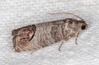 Cydia pomonella