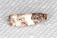 Gypsonoma dealbana