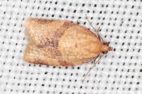 Clepsis consimilana