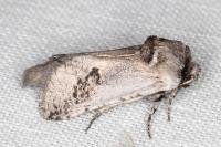 Parahypopta caestrum