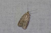 Agonopterix