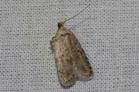 Agonopterix