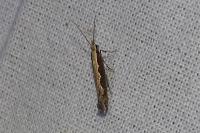 Plutella xylostella