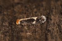 Ectoedemia leucothorax