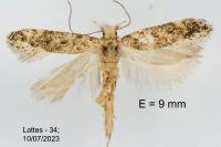 Scrobipalpa superstes
