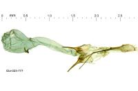 Scrobipalpa superstes