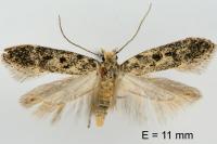 Scrobipalpa superstes