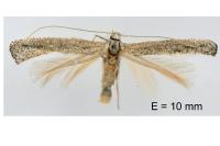 Mondeguina mediterranella
