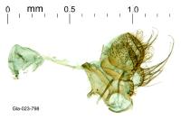 Mondeguina mediterranella