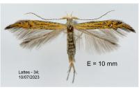 Coleophora limoniella