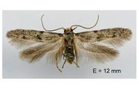 Blastobasis phycidella
