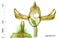 Blastobasis phycidella