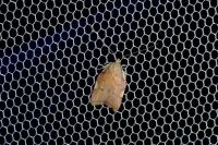Carcina quercana