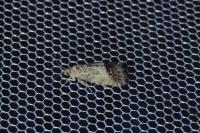 Cydia splendana