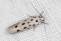 Ethmia dodecea