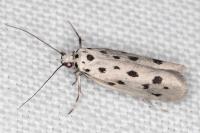 Ethmia dodecea