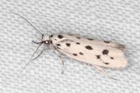 Ethmia dodecea