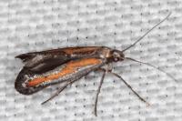 Ochromolopis ictella