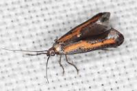Ochromolopis ictella