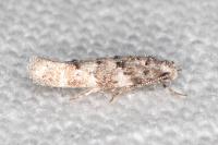 Exoteleia dodecella