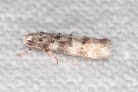 Exoteleia dodecella