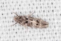 Exoteleia dodecella