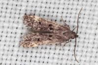 Dichomeris alacella