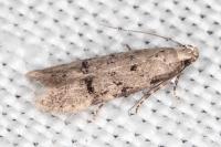 Teleiodes vulgella